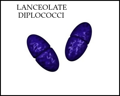 lanceolate diplococci